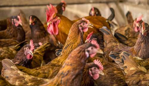 The Importance of Clean Water in Poultry Production