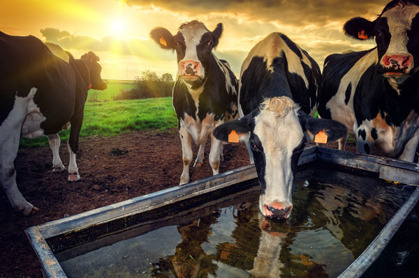 Fortify Your Farm: The Importance of Robust Cleaning and Hygiene Protocols