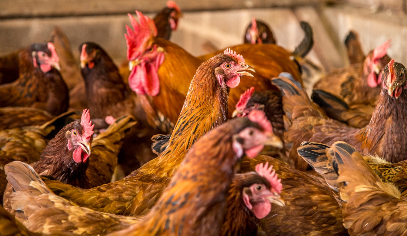 Avian Flu Biosecurity Strategies: Protecting Your Poultry