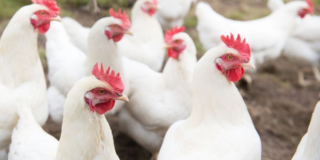 Fortifying Australia's Poultry Farms Against Avian Flu
