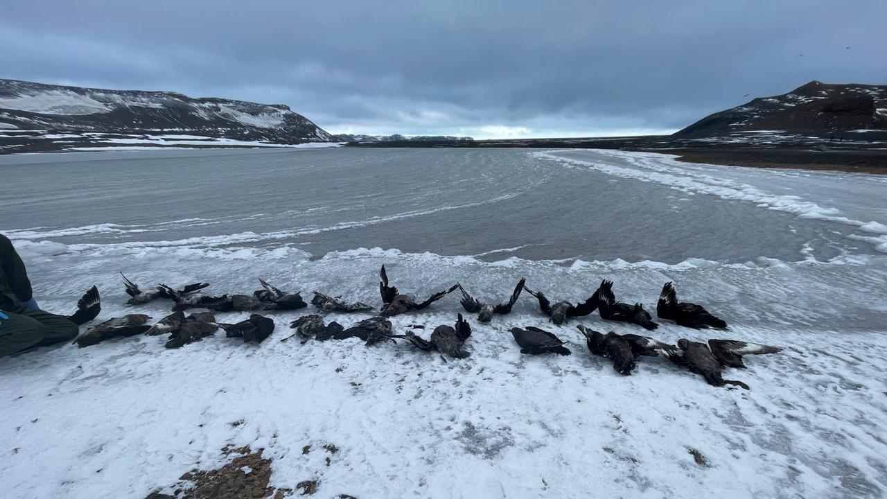 Antarctic Bird Flu & On-Farm Biosecurity
